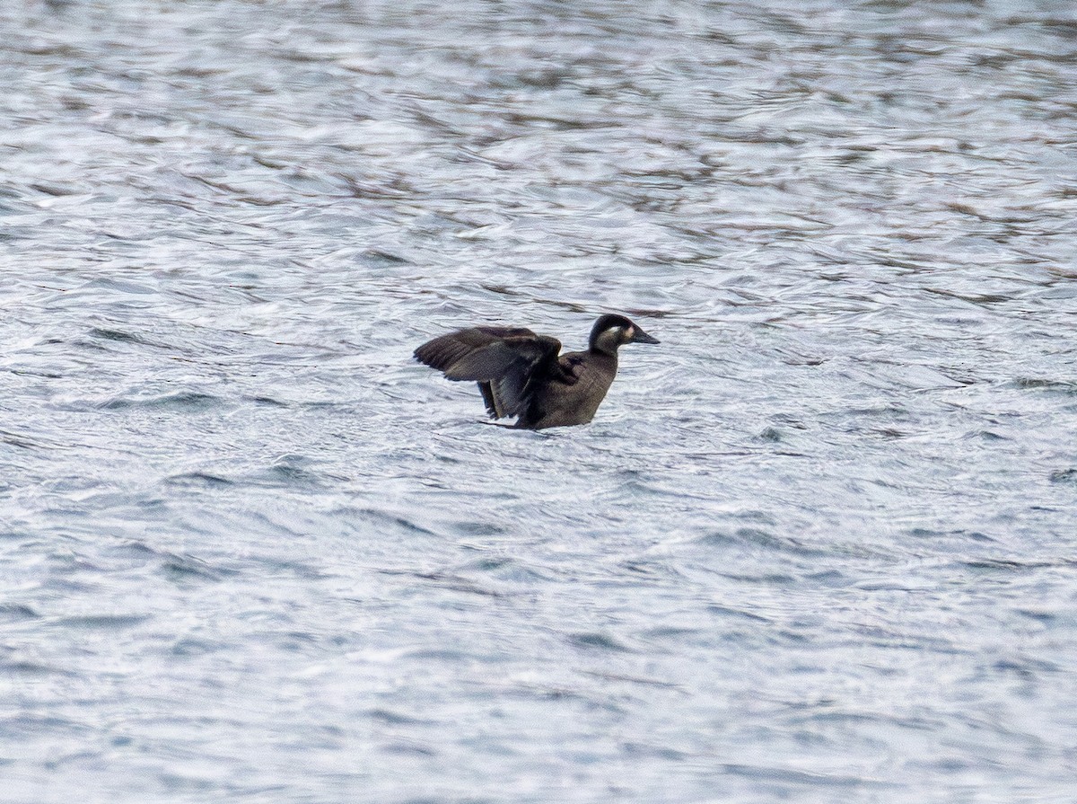 Surf Scoter - ML646150681