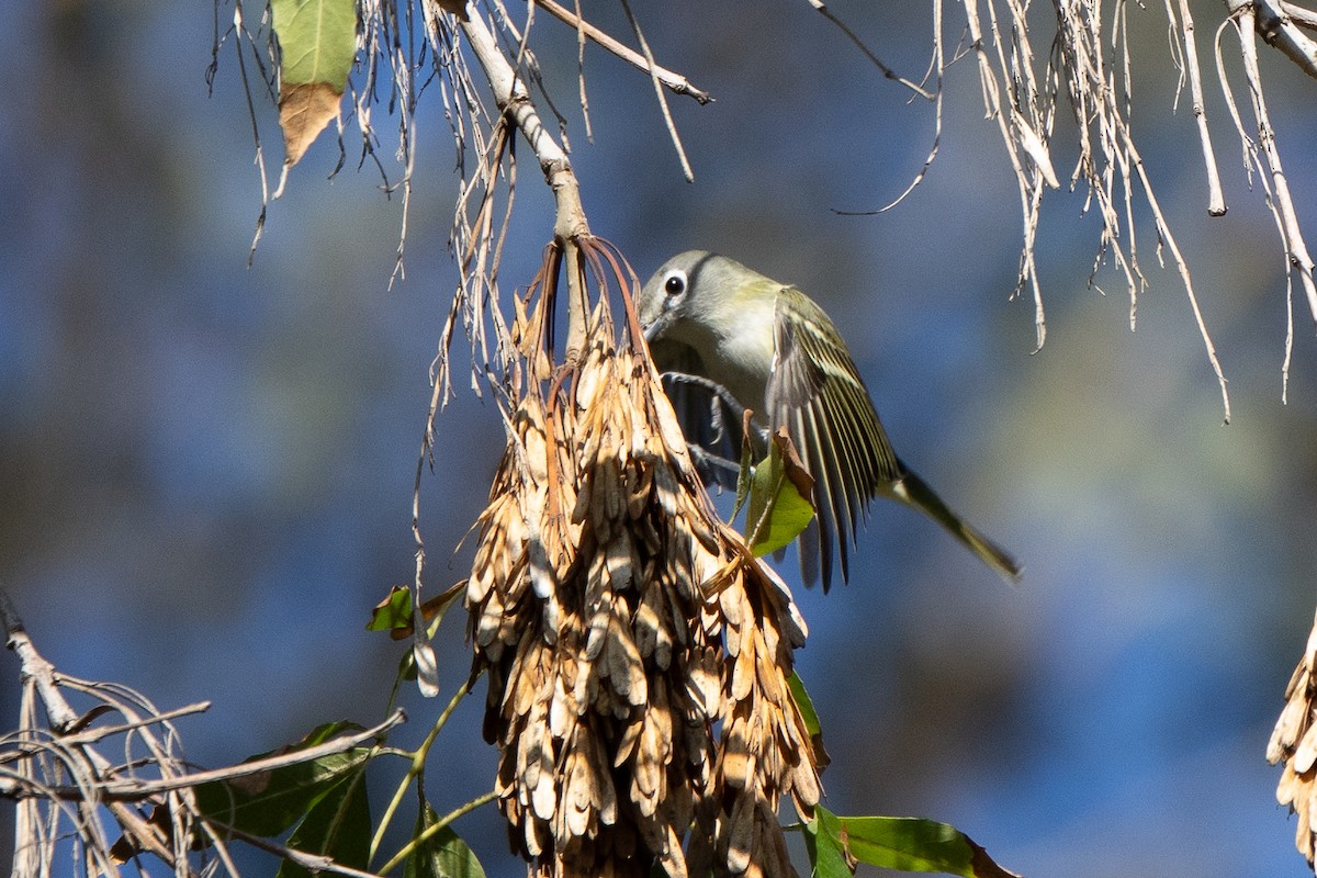 Cassin's/Blue-headed Vireo - ML646150682