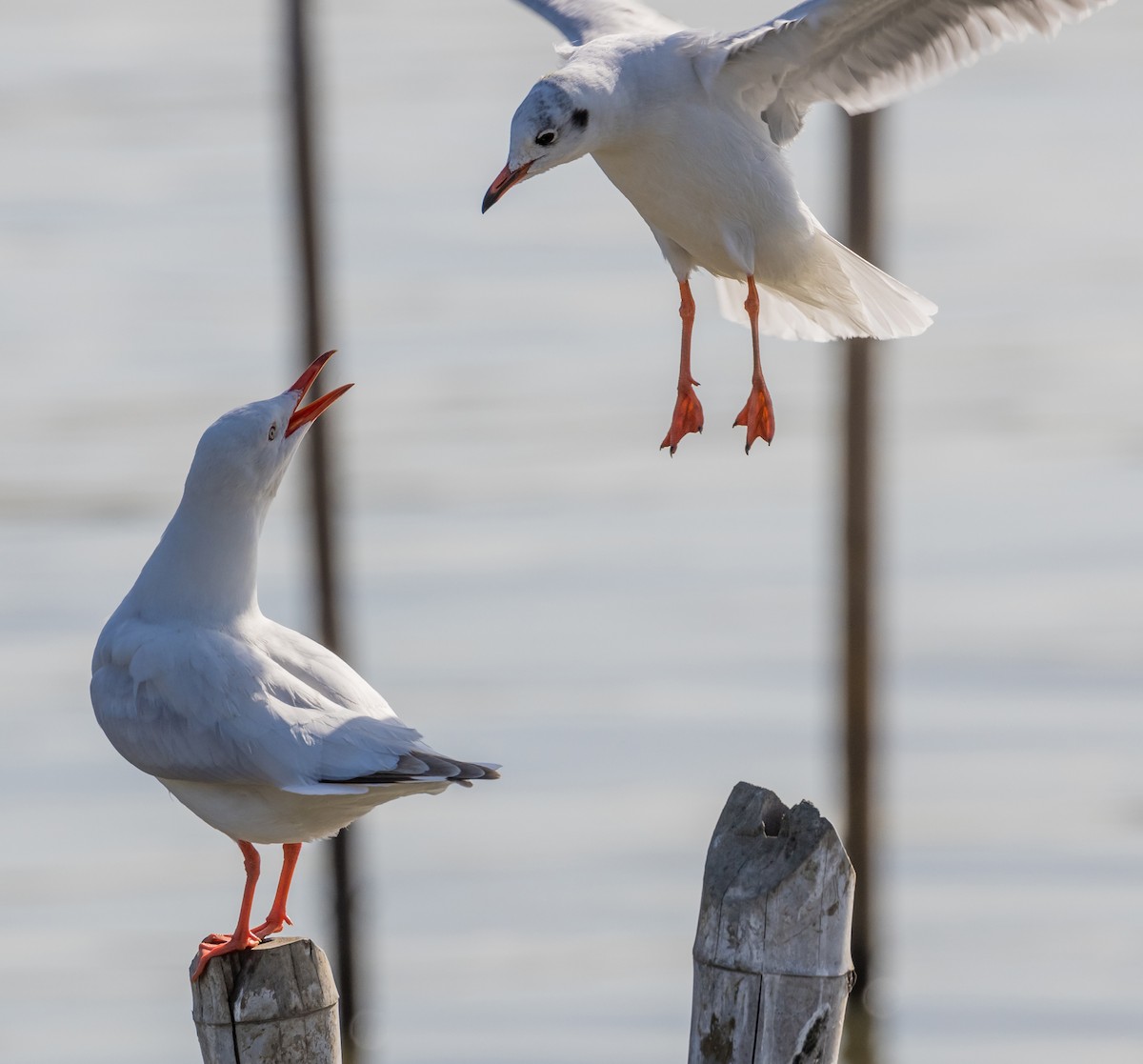 racek hnědohlavý - ML646150683