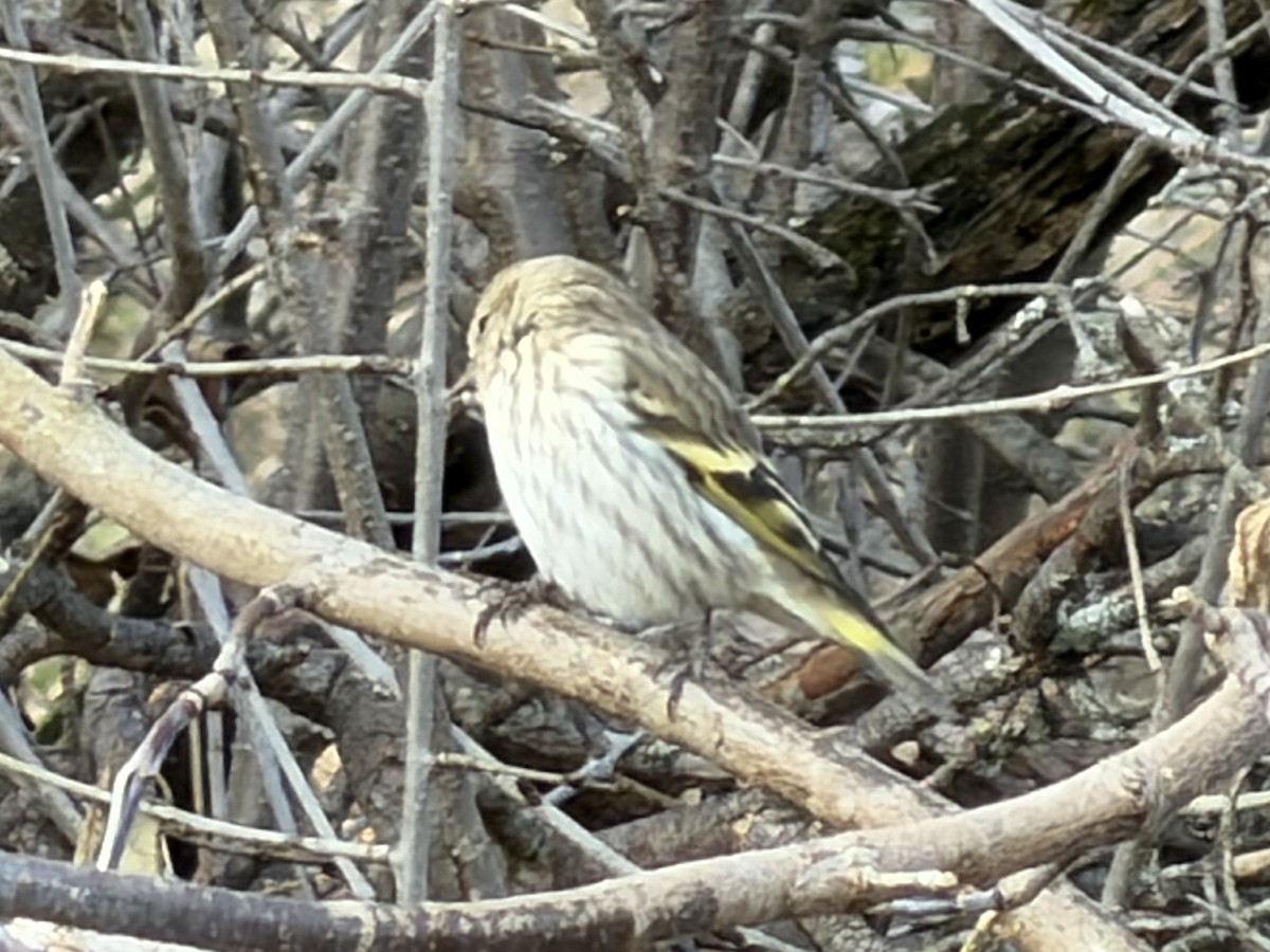 Pine Siskin - ML646150711