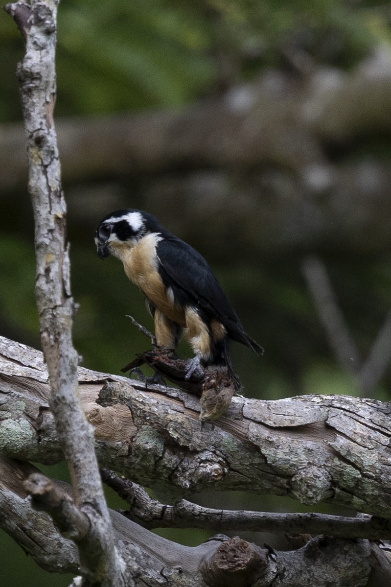 Kızıl Karınlı Cüce Doğan - ML646150712