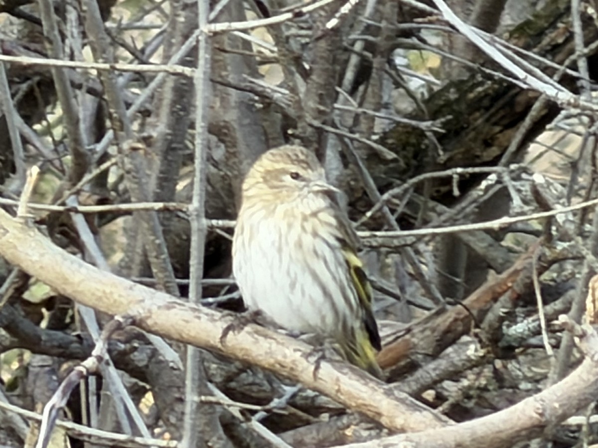 Pine Siskin - ML646150713