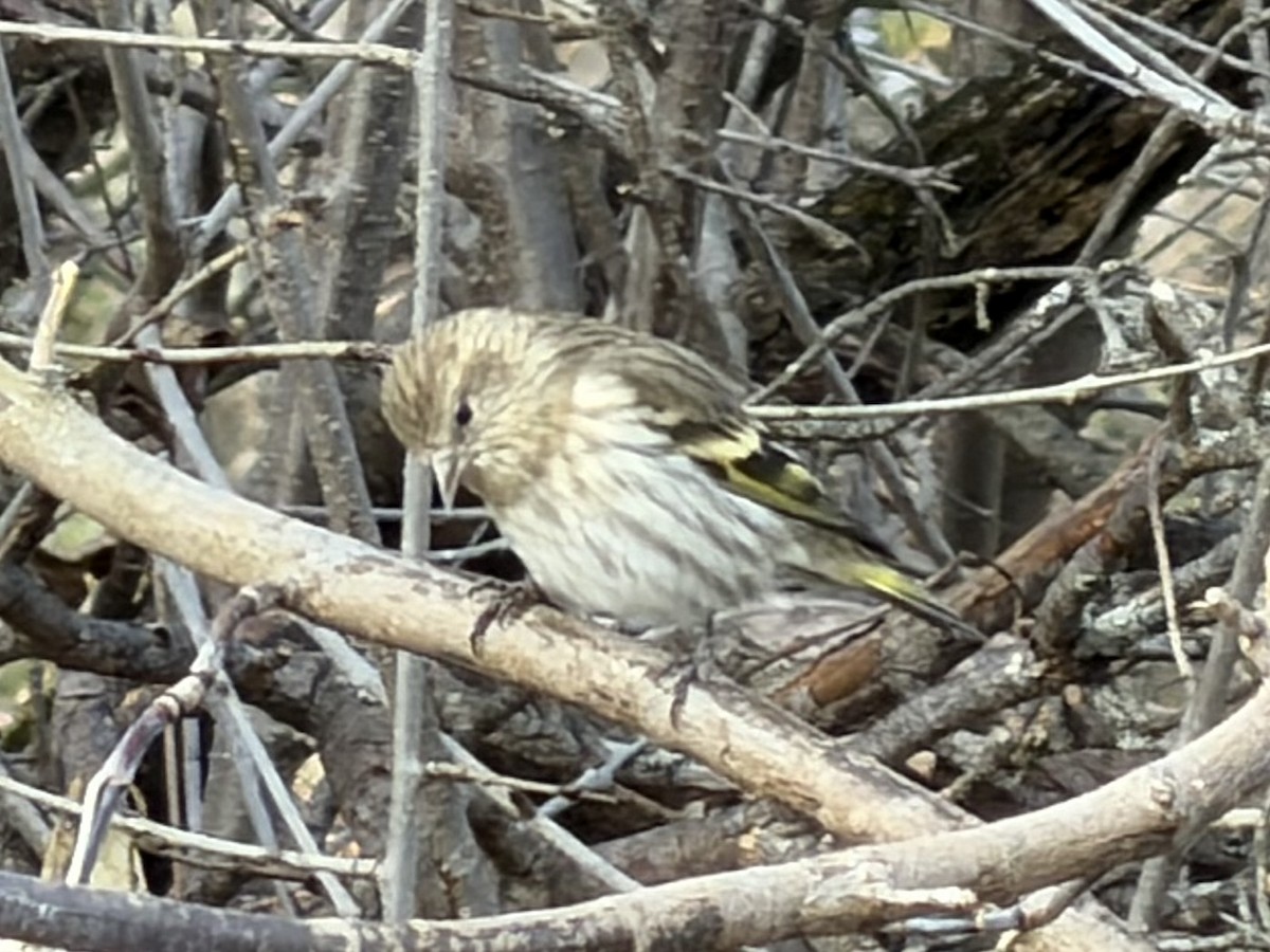 Pine Siskin - ML646150714
