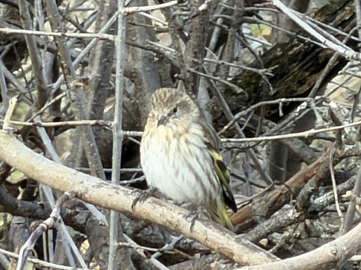 Pine Siskin - ML646150715