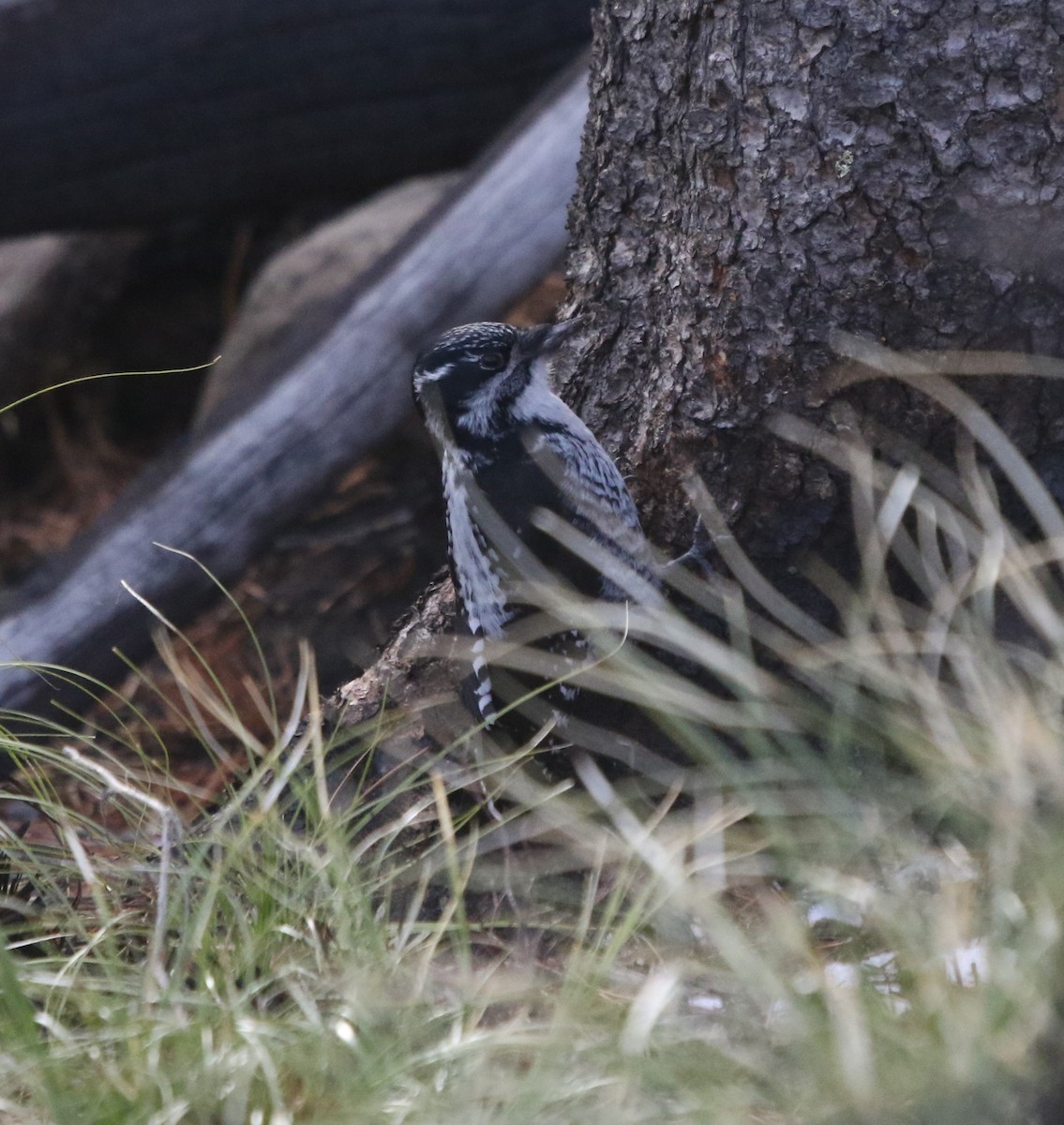 American Three-toed Woodpecker - ML646150716