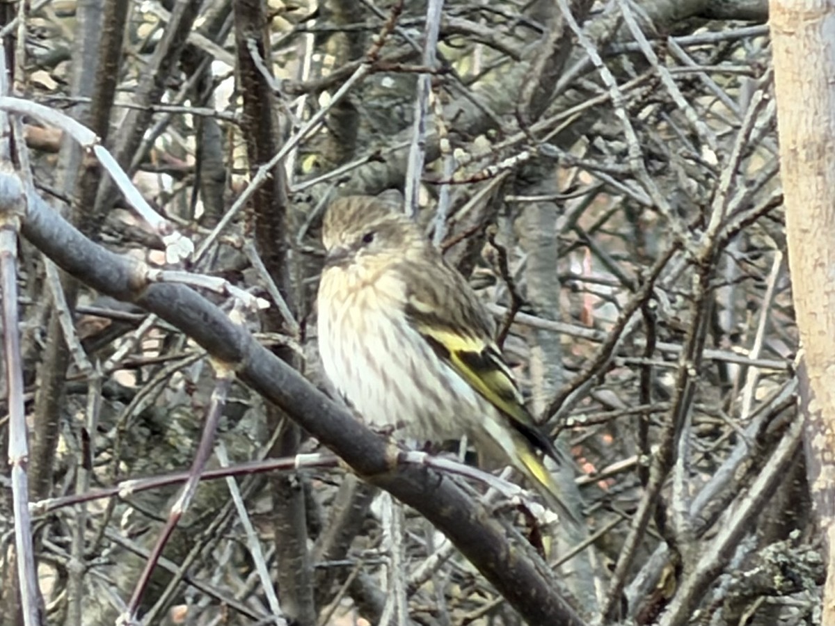 Pine Siskin - ML646150717