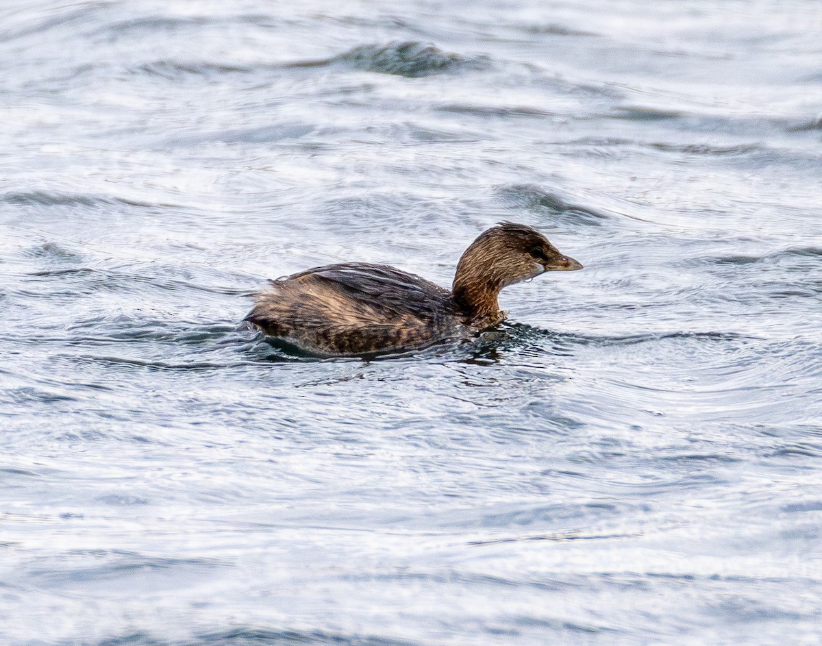 Pied-billed Grebe - ML646150719