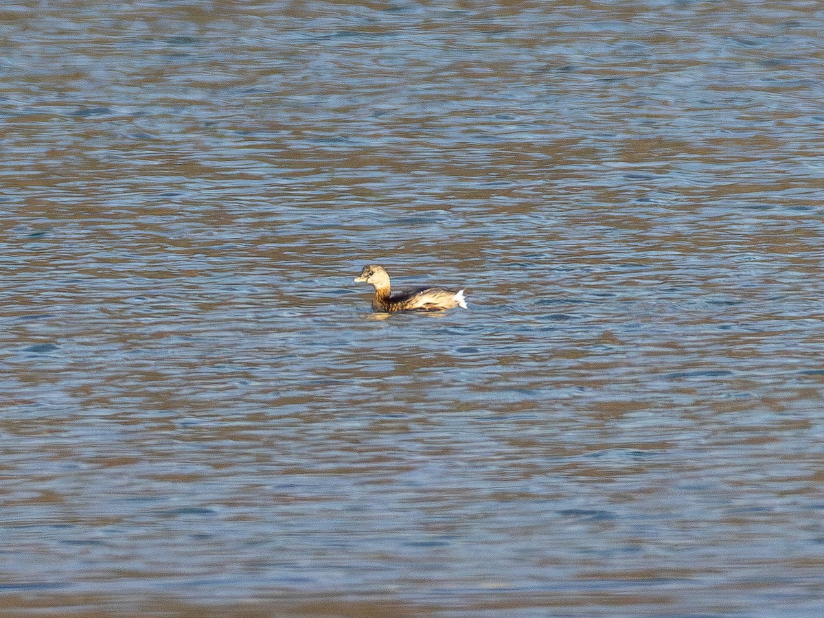 Pied-billed Grebe - ML646150720