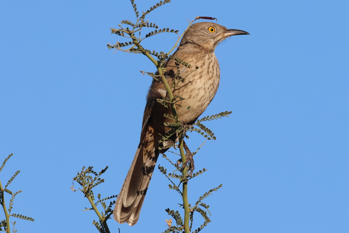 drozdec sonorský - ML646150724