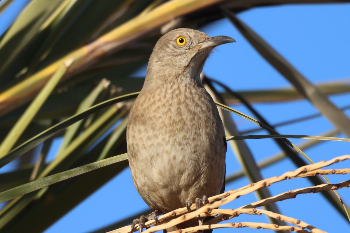 drozdec sonorský - ML646150725