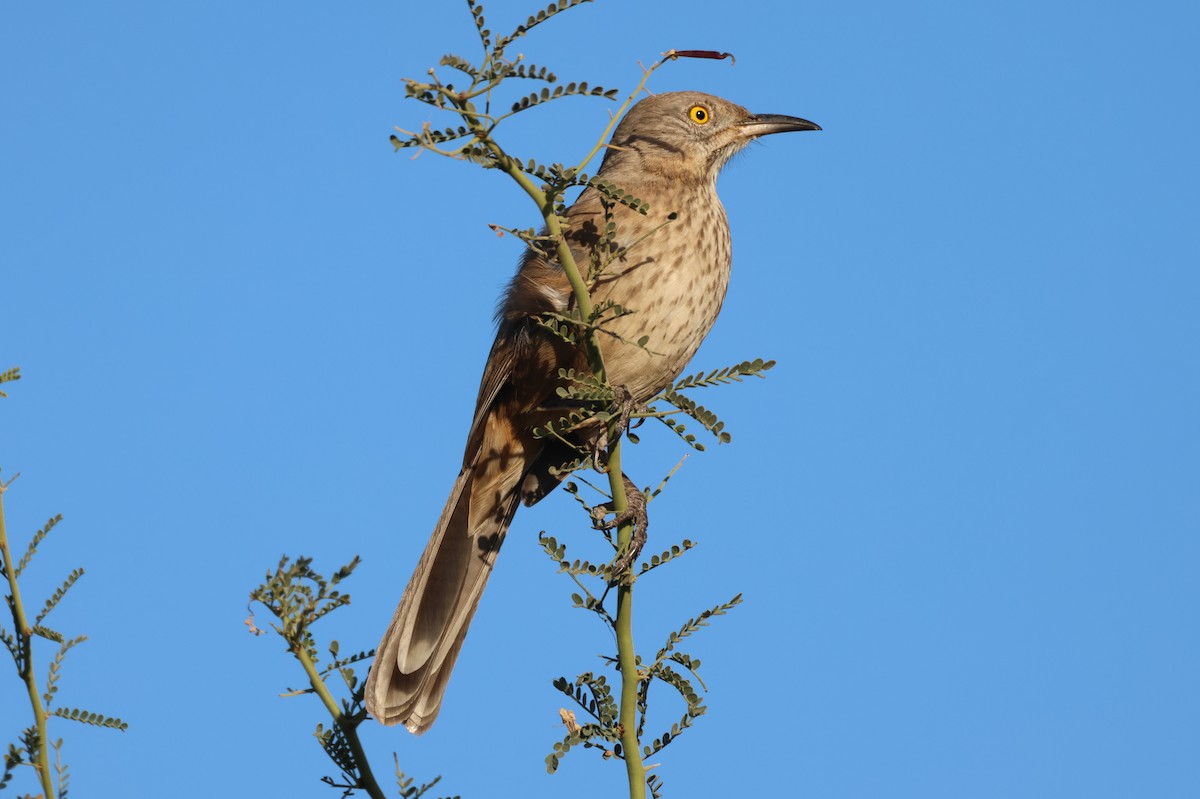 drozdec sonorský - ML646150727