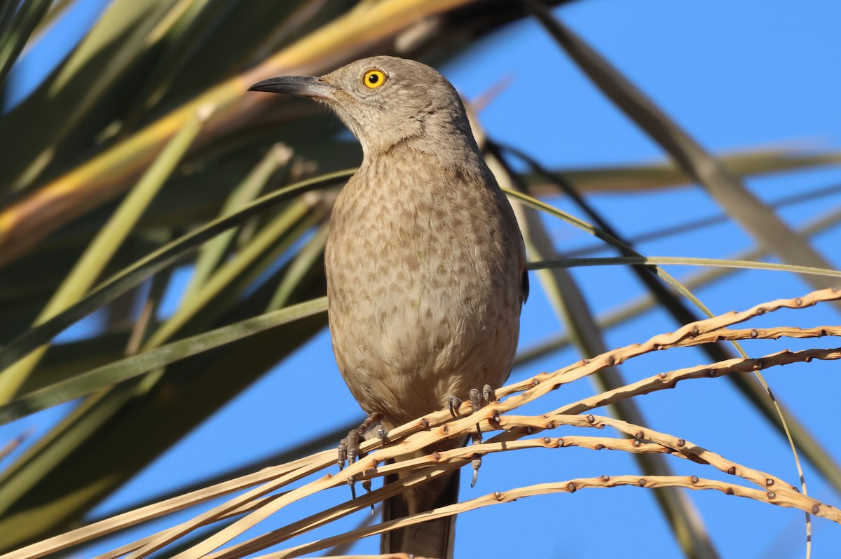 drozdec sonorský - ML646150728