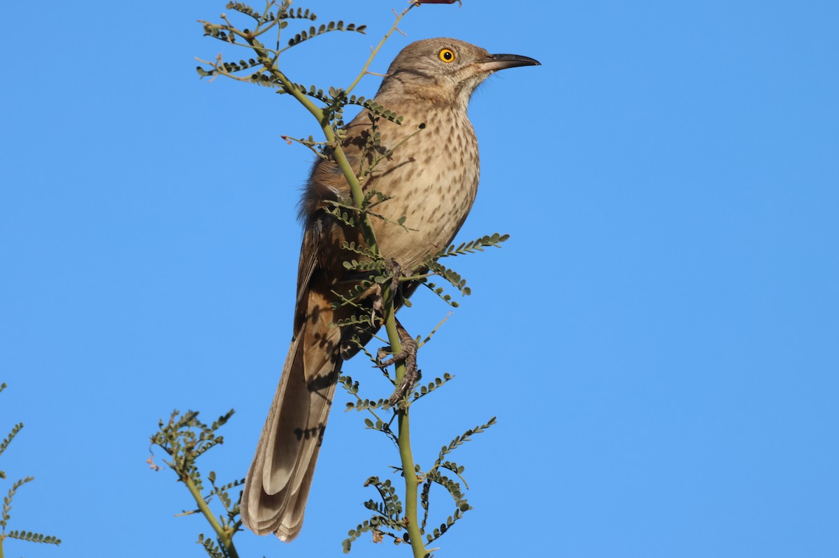 drozdec sonorský - ML646150729