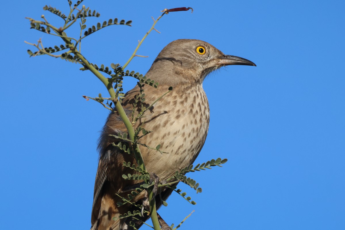 drozdec sonorský - ML646150730