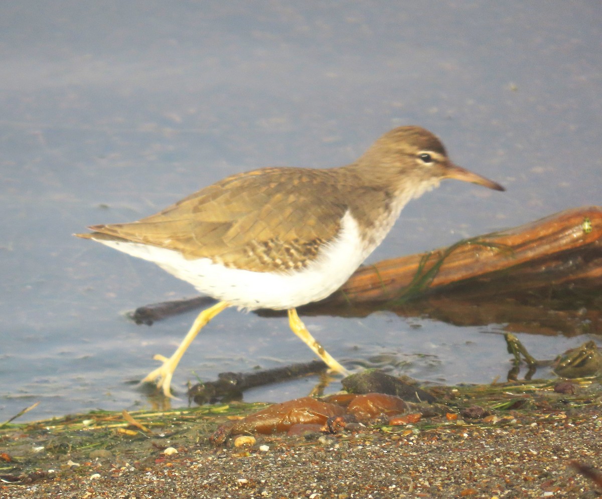 ביצנית נקודה - ML646150735