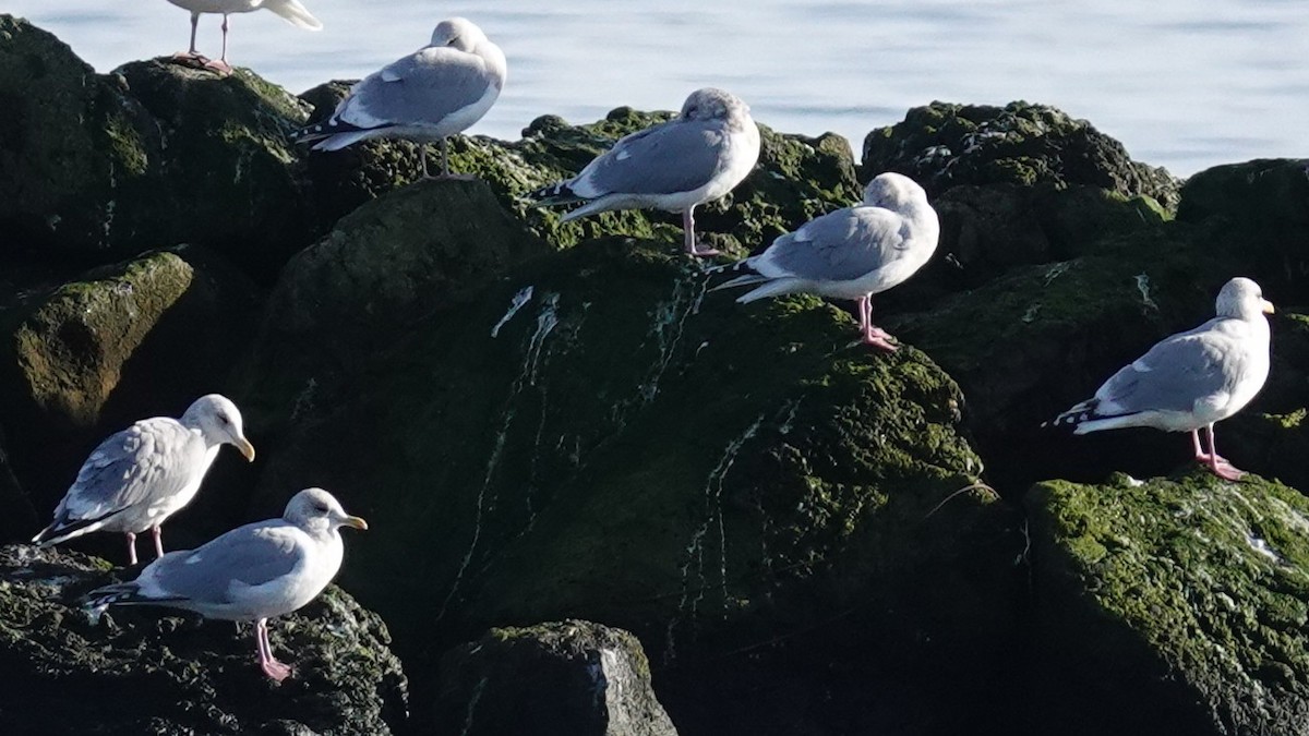 Iceland Gull (Thayer's) - ML646150737