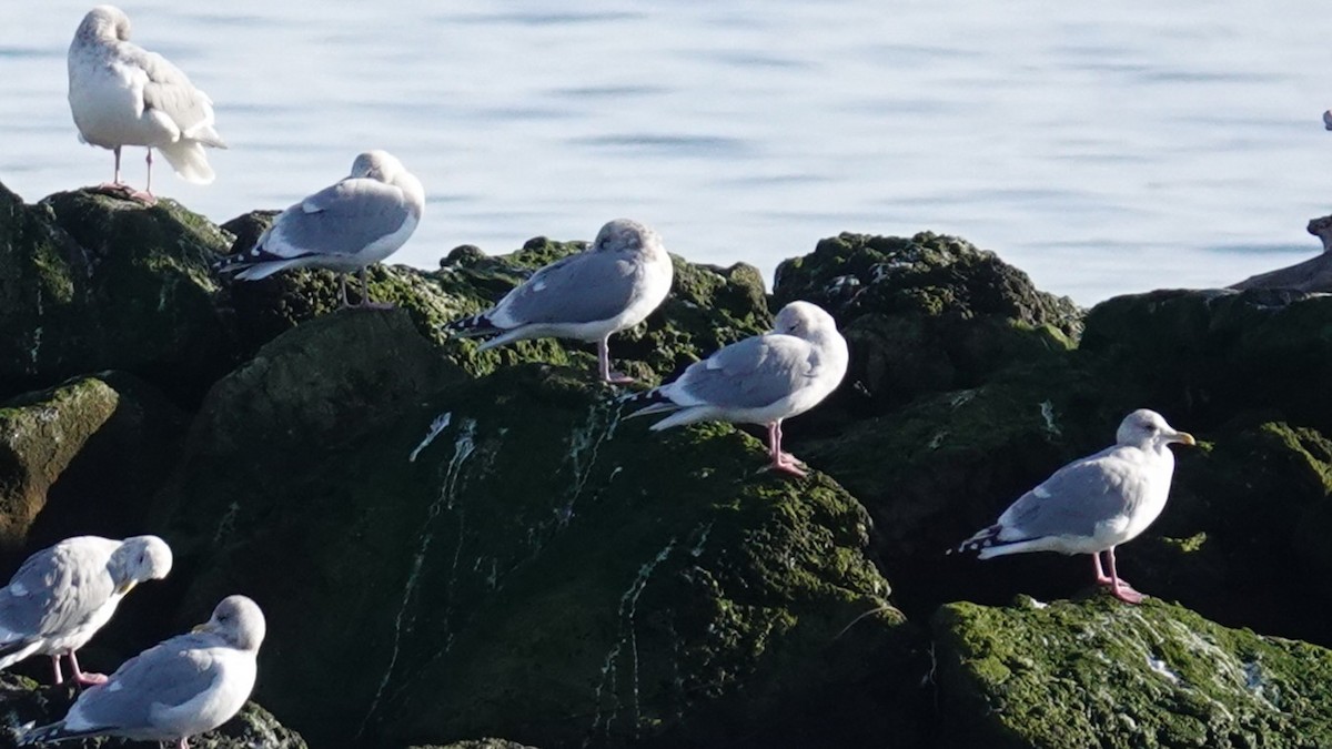 Iceland Gull (Thayer's) - ML646150738