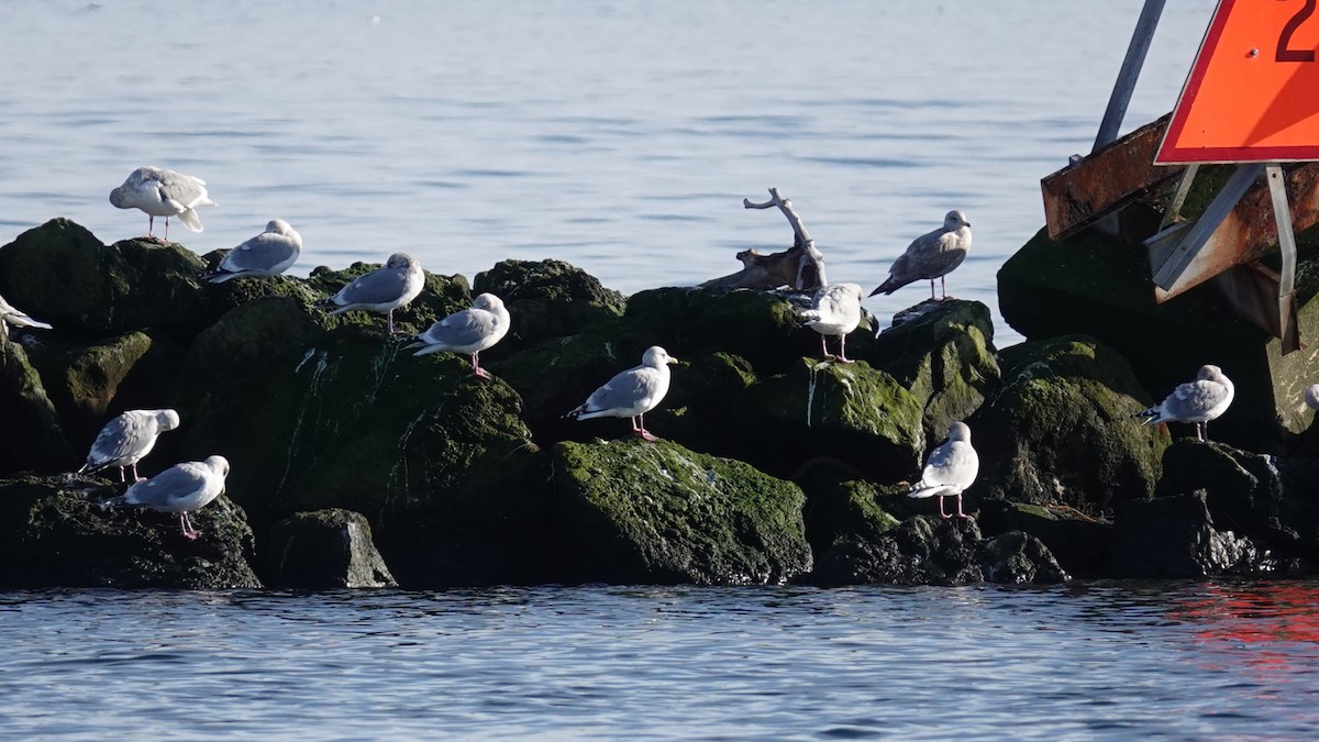 Iceland Gull (Thayer's) - ML646150739