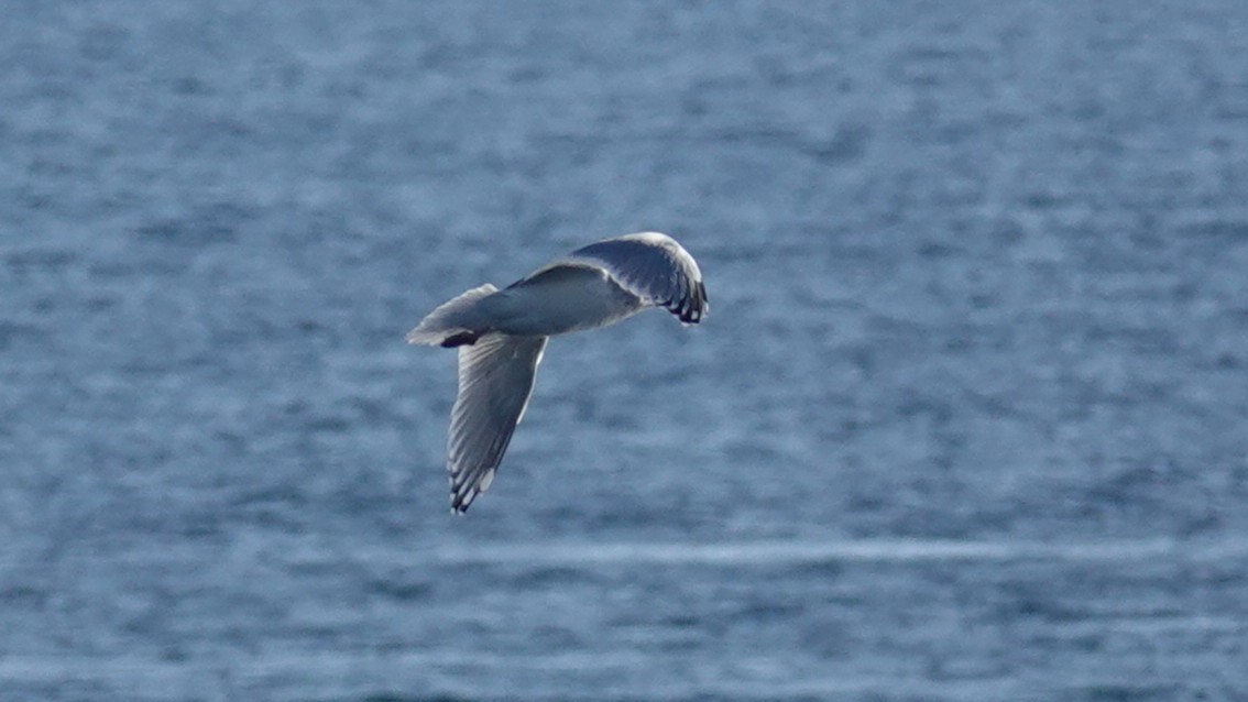 Iceland Gull (Thayer's) - ML646150740
