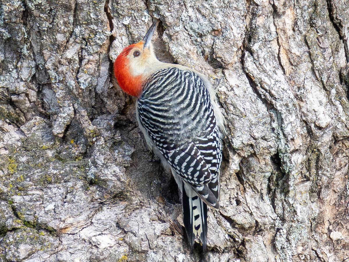 Red-bellied Woodpecker - ML646150741