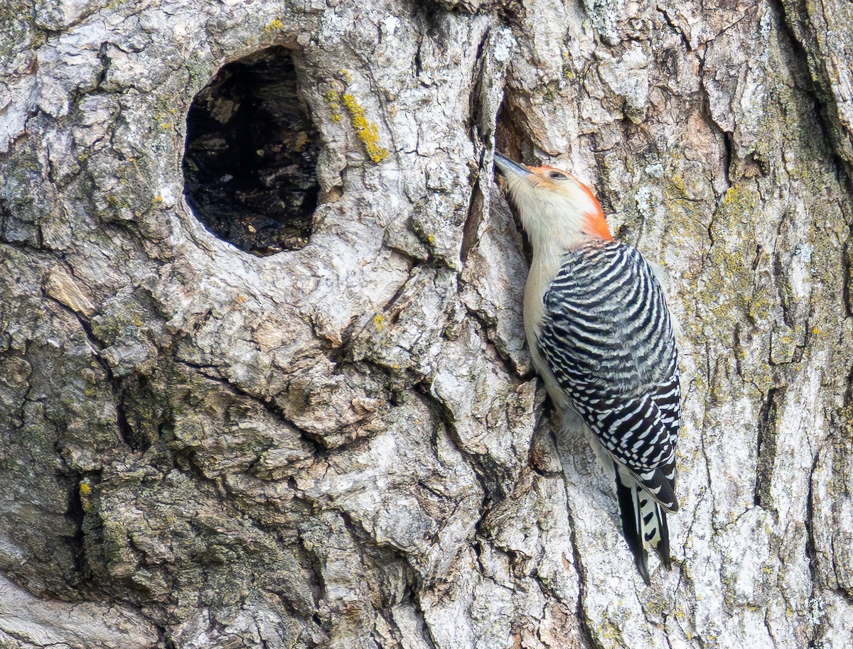 Red-bellied Woodpecker - ML646150742