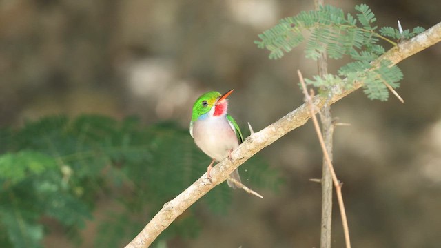 Cuban Tody - ML646150748
