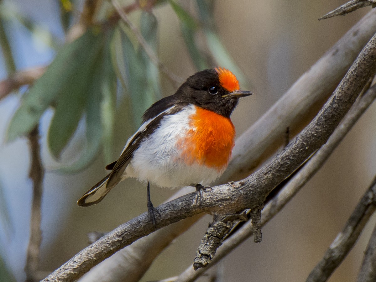 Red-capped Robin - ML646150749