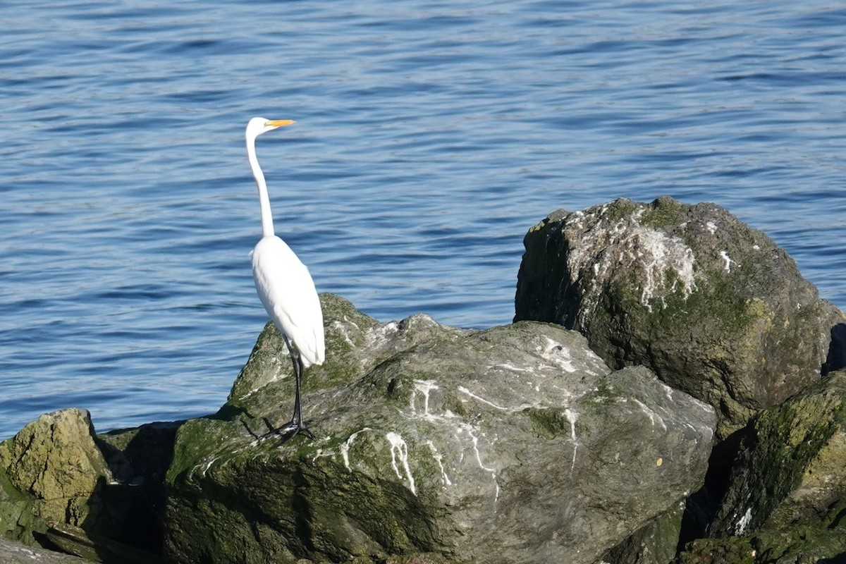Great Egret - ML646150752