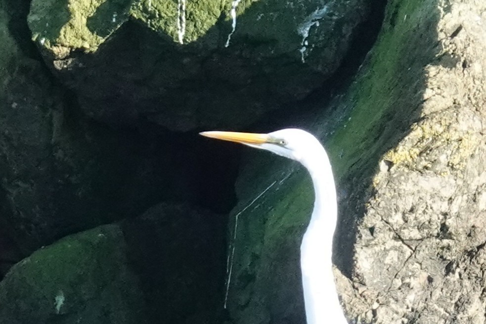 Great Egret - ML646150753