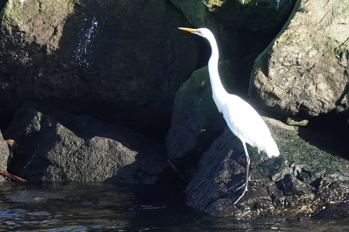 Great Egret - ML646150754