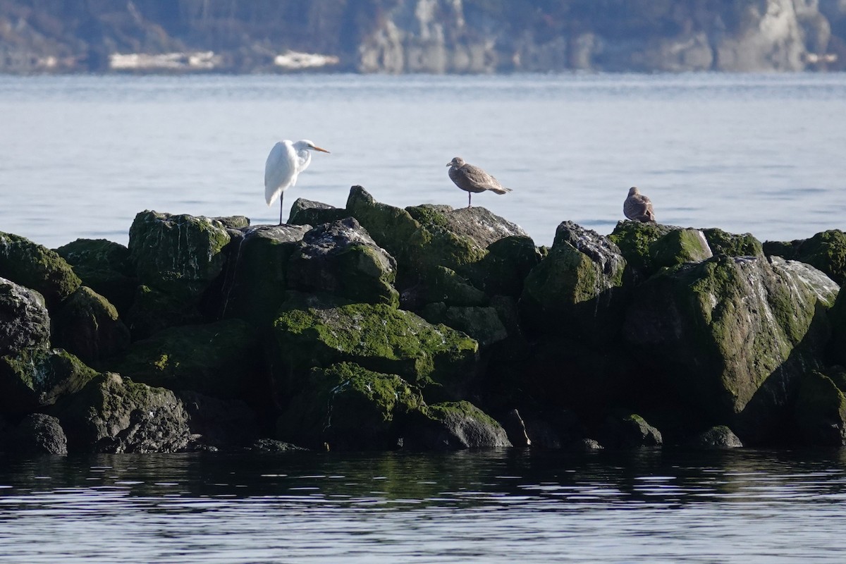 Great Egret - ML646150755