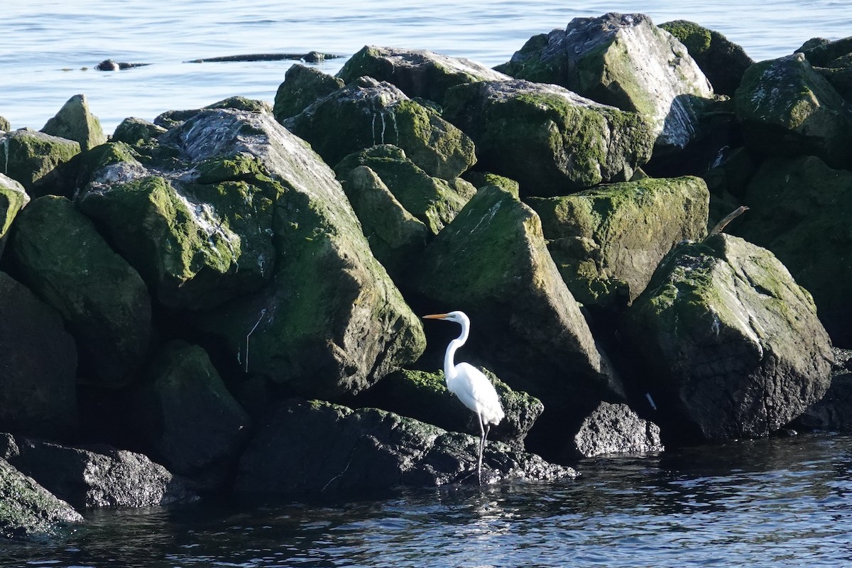 Great Egret - ML646150756