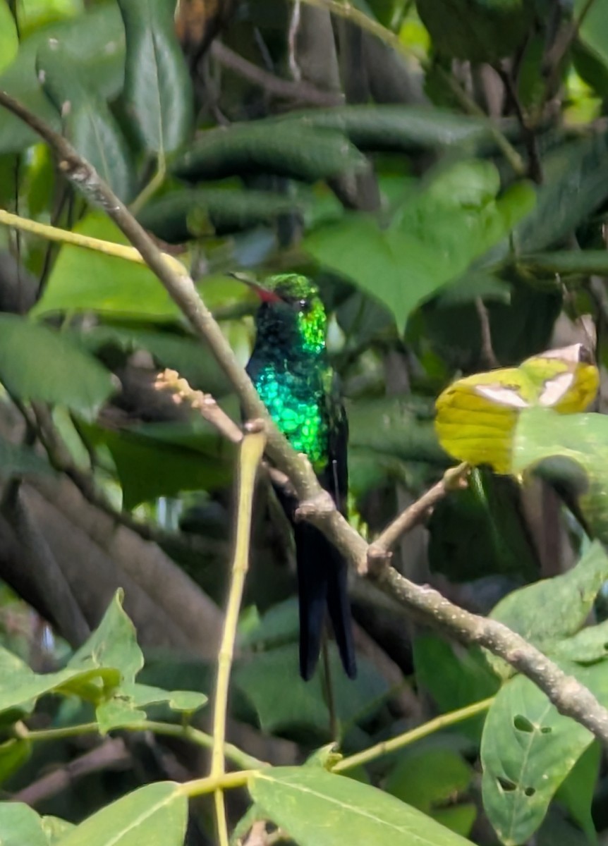 Kozumel Zümrütü - ML646150767