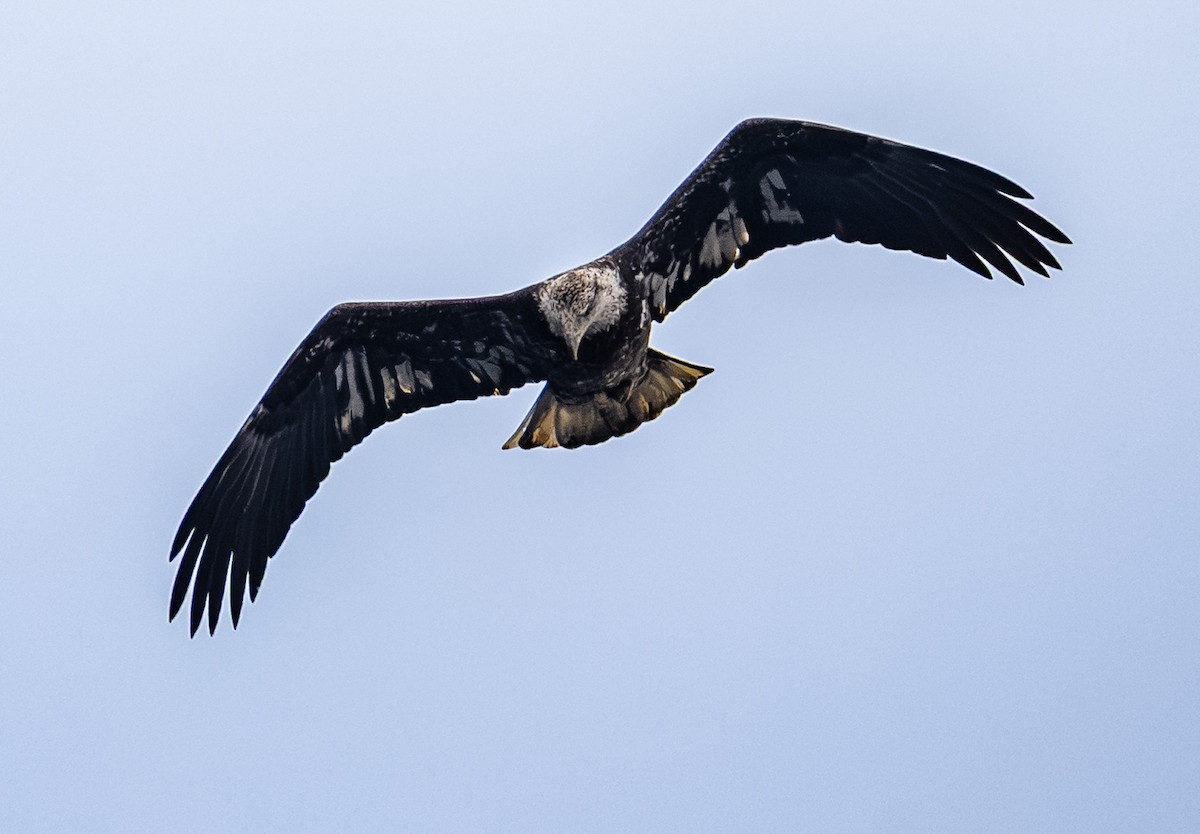 Bald Eagle - ML646150776