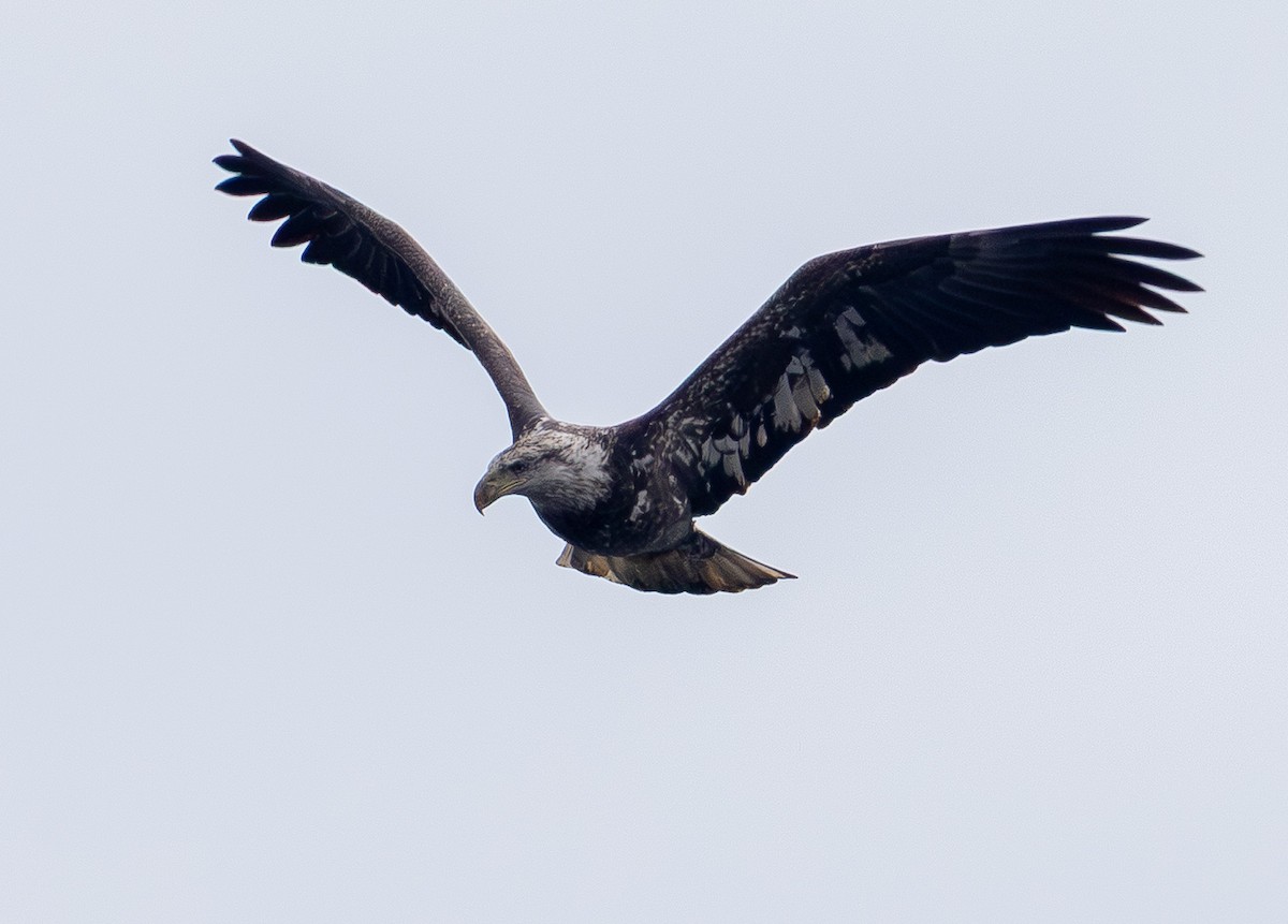 Bald Eagle - ML646150777