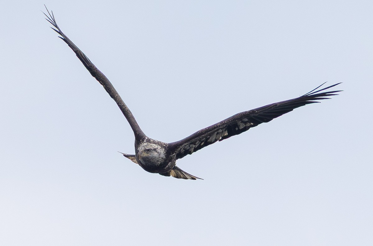 Bald Eagle - ML646150778