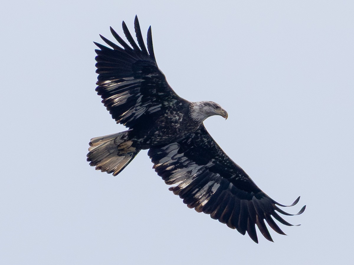 Bald Eagle - ML646150779