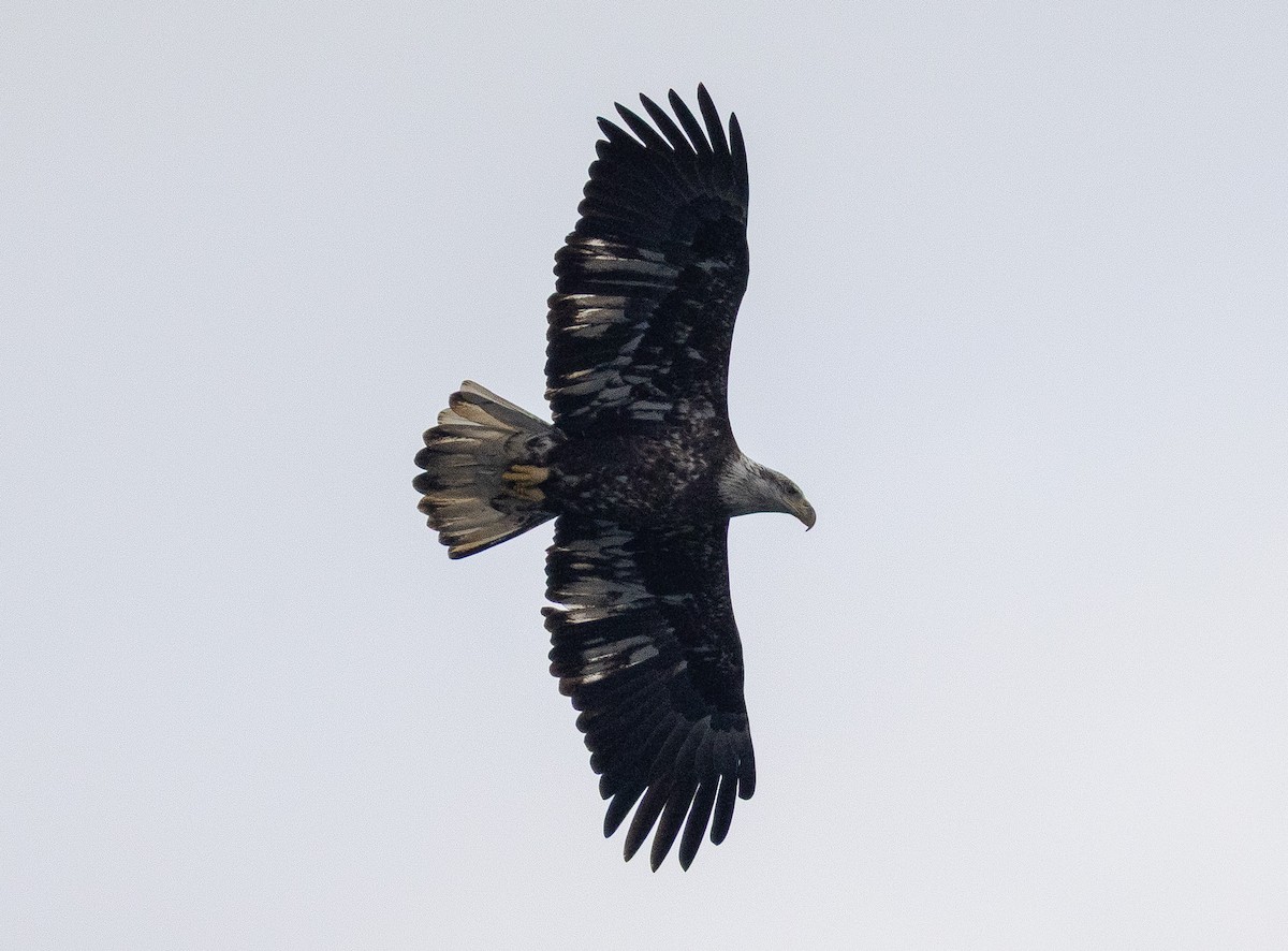 Bald Eagle - ML646150782