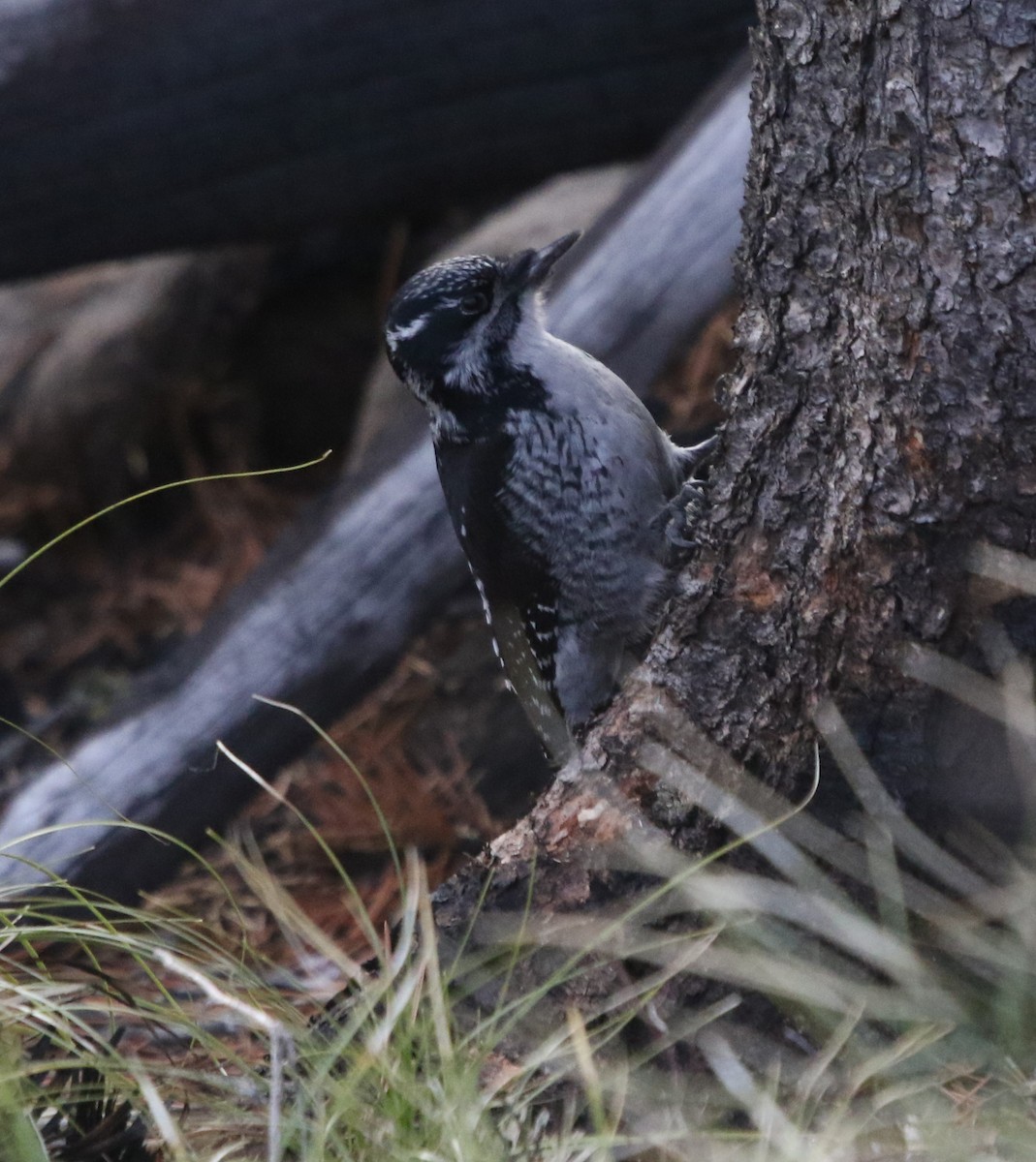 American Three-toed Woodpecker - ML646150787