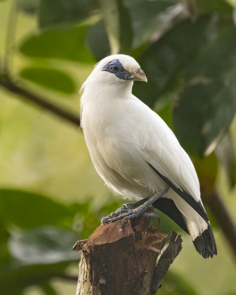 Bali Sığırcığı - ML646150789