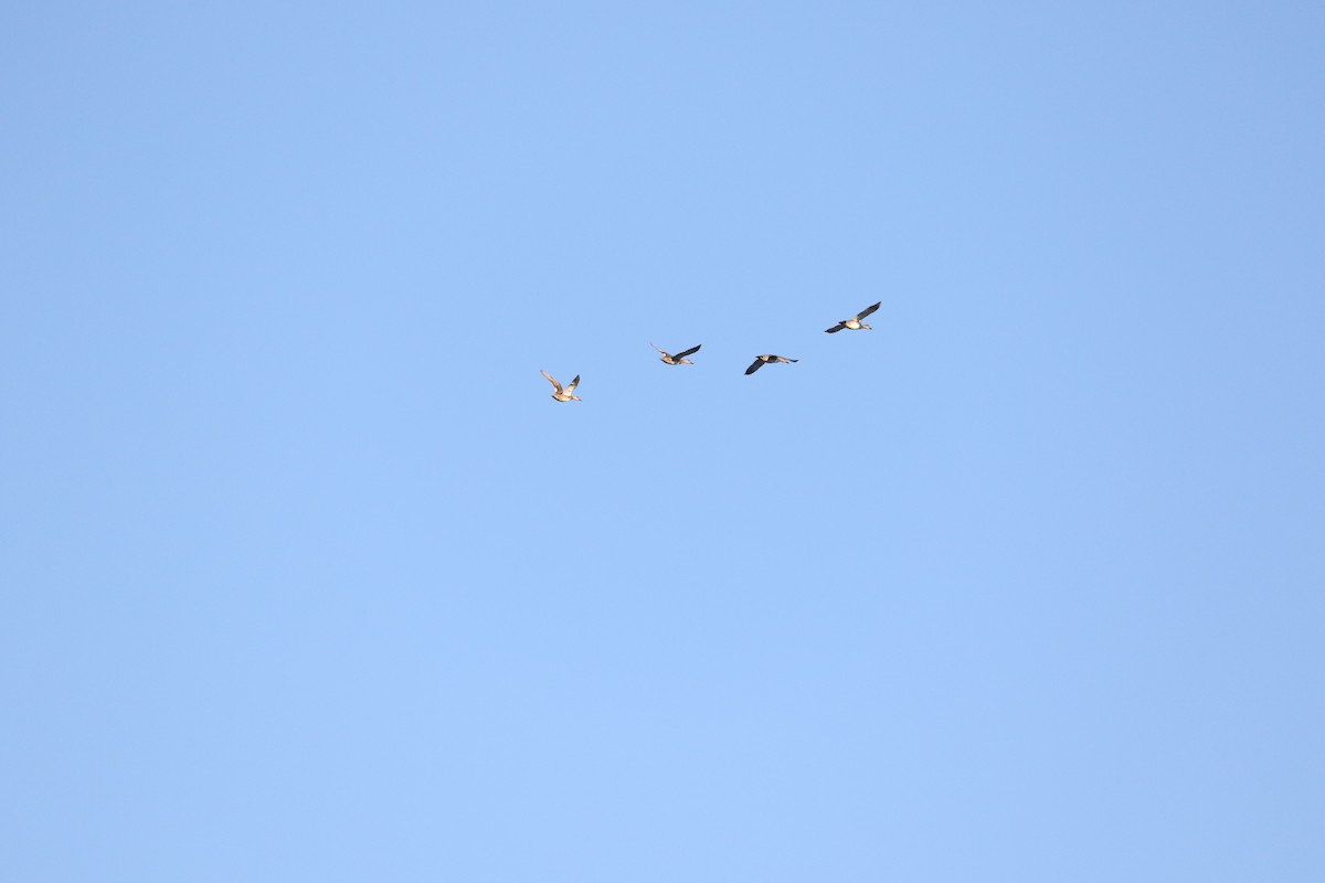 Серая утка - ML646150798