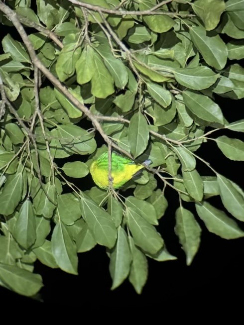 Golden-browed Chlorophonia - ML646150801