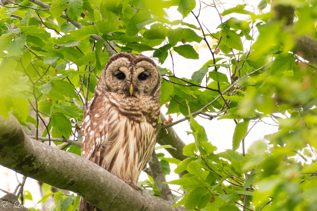 puštík proužkovaný - ML646150811