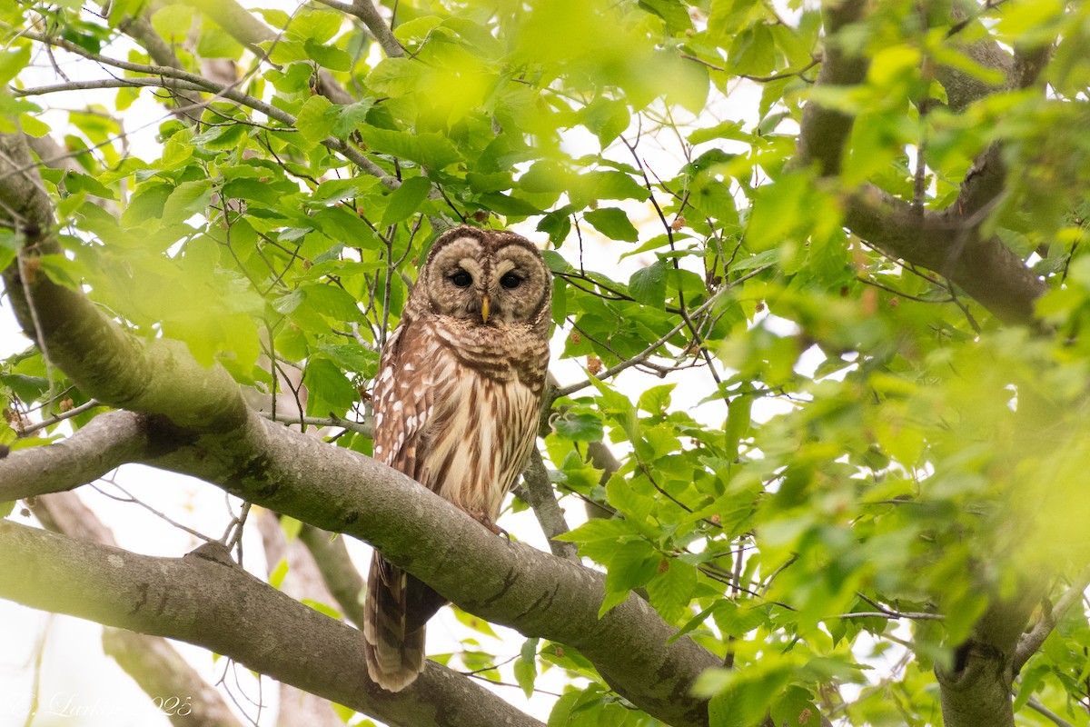 puštík proužkovaný - ML646150812