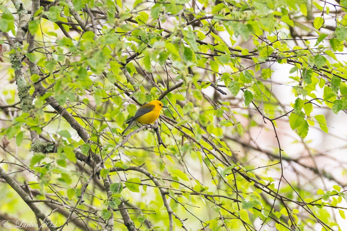 lesňáček zlatý - ML646150824