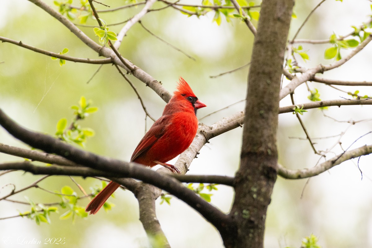 kardinál červený - ML646150828