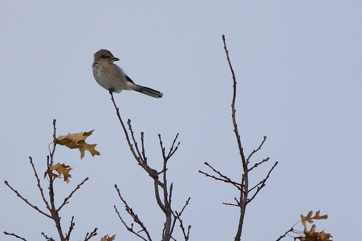 borealvarsler - ML646150832