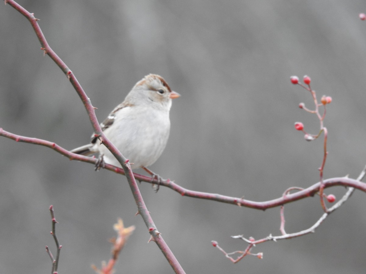 White-crowned Sparrow - ML646150833