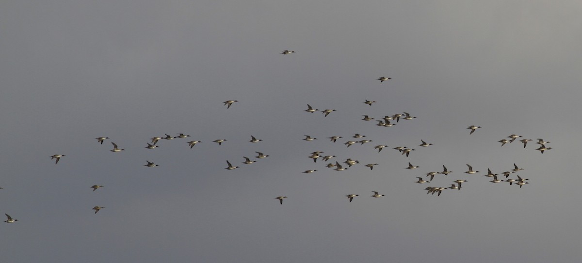 Northern Pintail - ML646150834