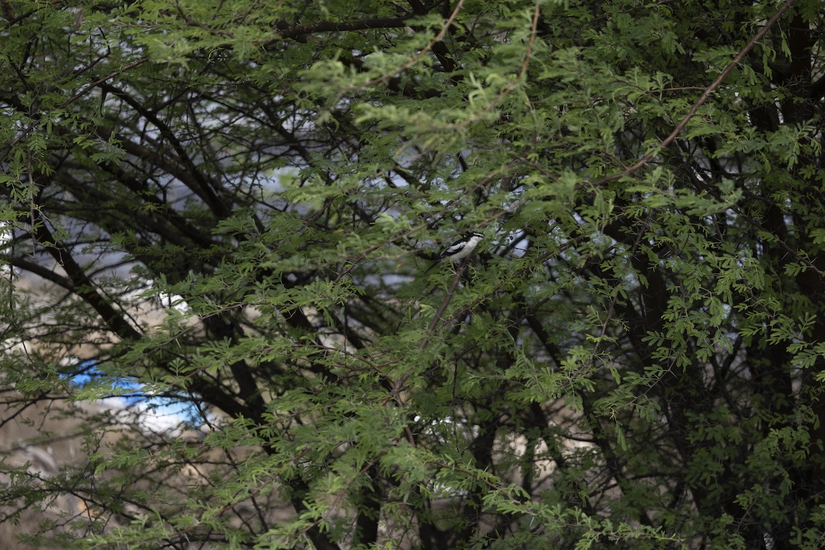 Pied Triller - ML646150835